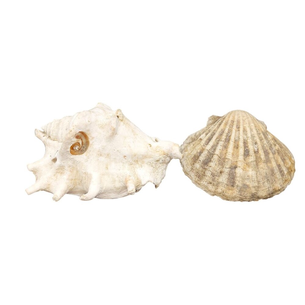 Vintage Conch & Scallop Seashells for Coastal Decor